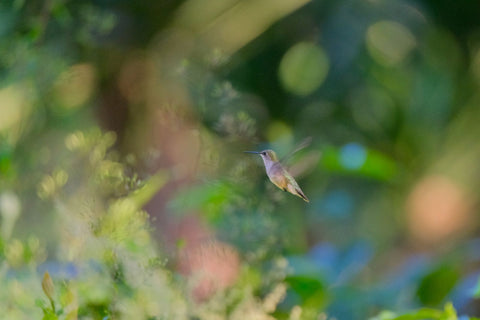 Edgar Rene Cosigua Gesha W